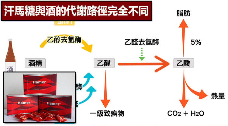 汗馬糖與酒的代謝路徑完全不同
